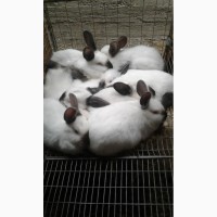 Продам кролі каліфорнійський