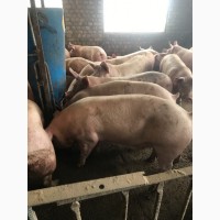 Продам беконных свиней