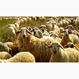Продам овец живым весом