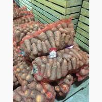 Продам крупную морковь прошлого года