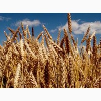 Семена озимой пшеницы ОРИЙКА