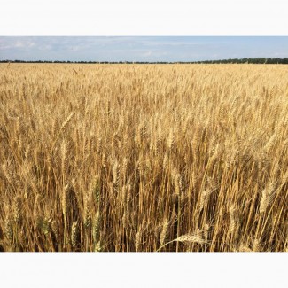 Озима пшениця Златоглава элита
