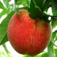 Продам саженцы персика ЛАУРОЛ (супер позний)