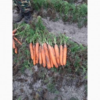 Морковь качественная