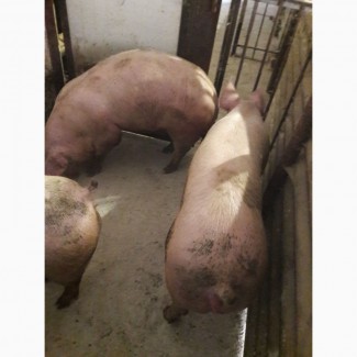 Свиноферма продам свиней живою вагою