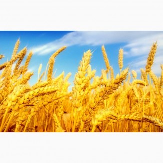 Продаём пшеницу на Экспорт