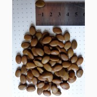 Семена Акация Гледичия трехколючковая (ОПТ 1кг - 50грн) 20 шт- 10грн