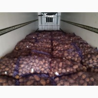 Продається картопля зі складу різніх сортів