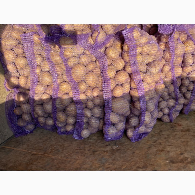 Фото 3. Продам товарний картофель сорта белла росса