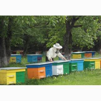 Продам пчелопакеты бджолопакети
