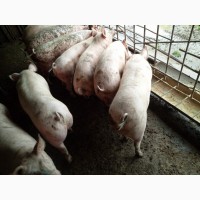 Продам мясних свиней 125-140кг