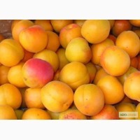 Куплю; свіжозірваний абрикос від населення