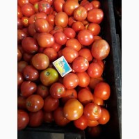Продам помидоры ( есть Доставка в Полтаву)