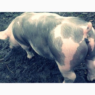 Продам свиней беконной породы 49 грн/кг