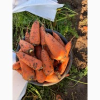 Продам морковь Абако (можно на экспорт)