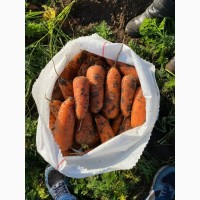 Продам морковь Абако (можно на экспорт)