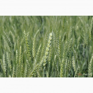 Насіння ярої пшениці КУІНТУС (Остиста) 2 репродукція