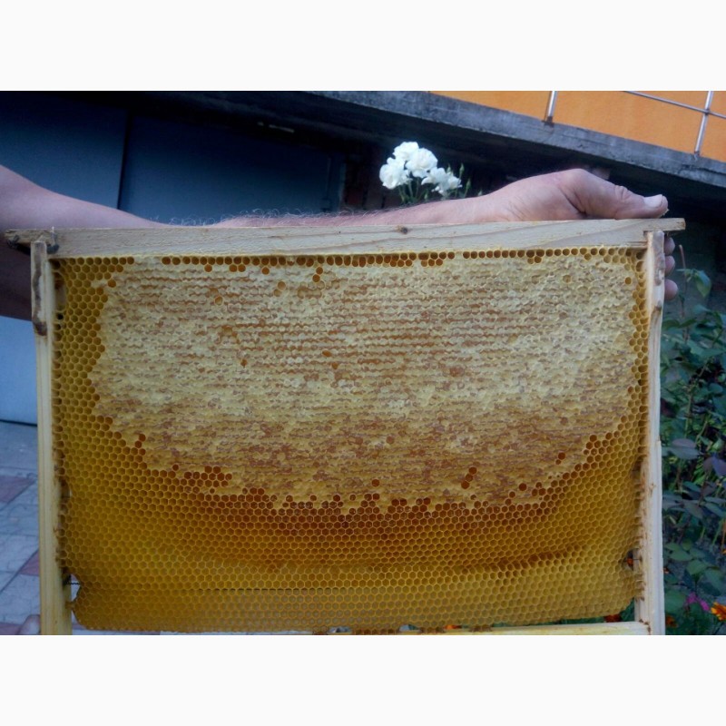 Фото 3. Бджолопакети