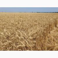 Продам насіння ультраранньої озимої пшениці ТЕХАС, Патрас, Апостел, Емблем, Артіст, Сільвес
