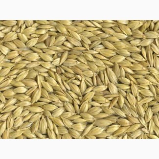 Продам зерно пшеница, ячменя