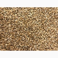 Продам зерно пшеница, ячменя