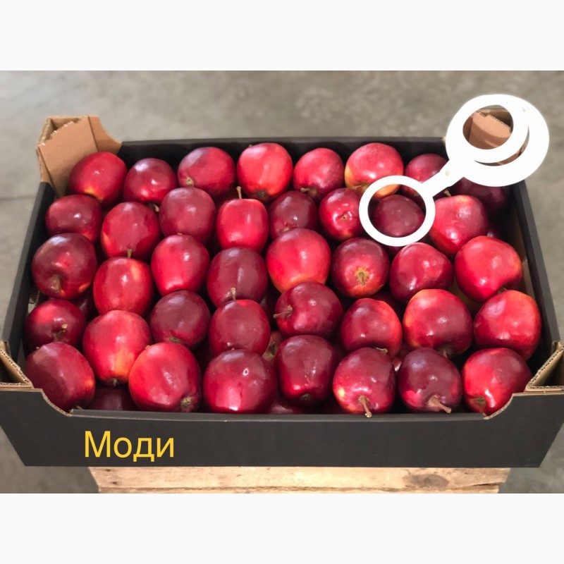 Фото 3. Яблука продажа. Опт. Холодильник смарт фреш