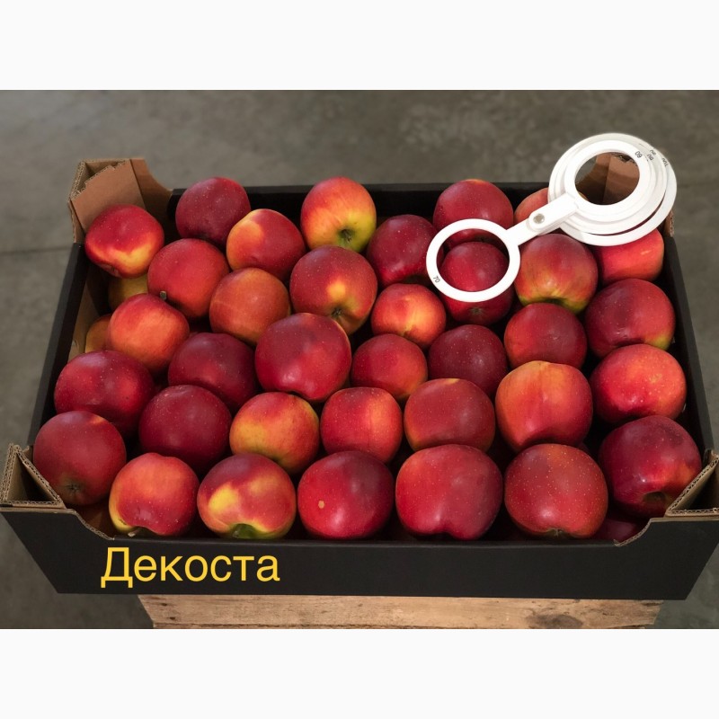 Фото 7. Яблука продажа. Опт. Холодильник смарт фреш