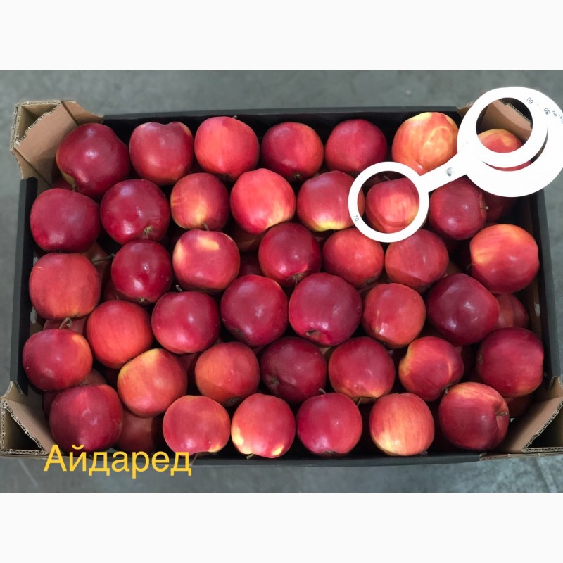 Фото 9. Яблука продажа. Опт. Холодильник смарт фреш