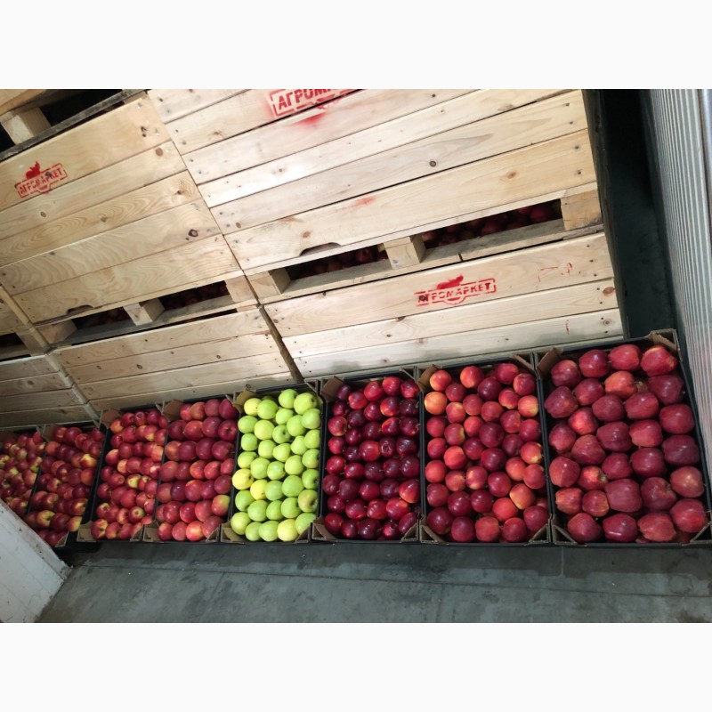 Реконструкция складов для хранения яблок на 260 и 500 тонн