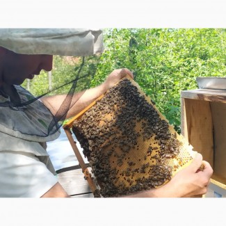 Бджоломатки, матки карпатка