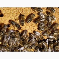 Бджоломатки, матки карпатка