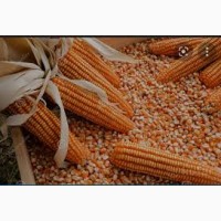 Купим фуражную кукурузу зерно от 100 тонн самовывоз