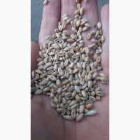 Продам пшеницю, зажкові зерна 38%