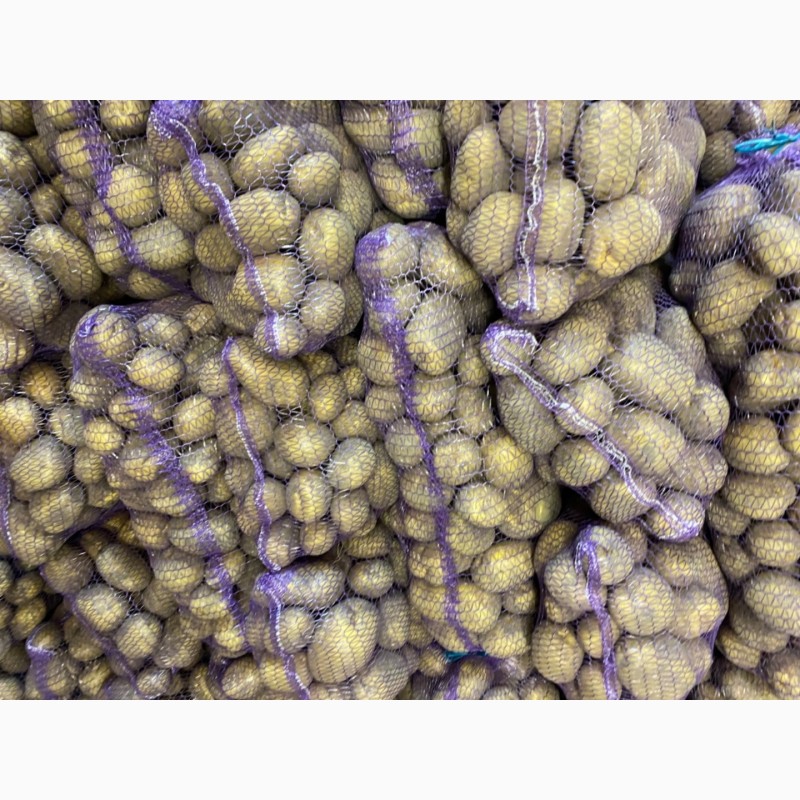 Фото 2. Продам товарну картоплю Сорт Королева Анна, Коломбо, Гранада