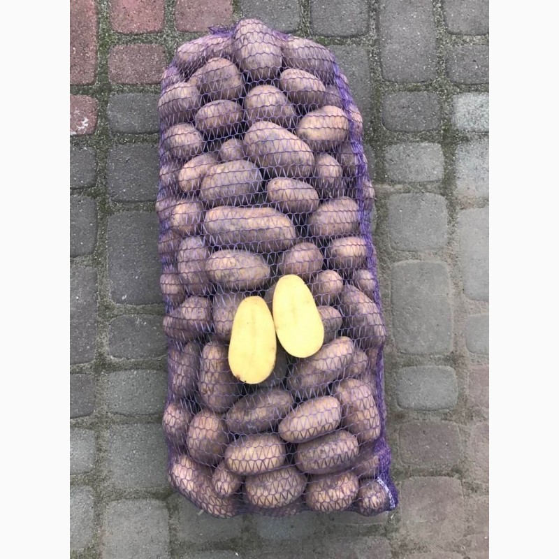 Фото 3. Продам товарну картоплю Сорт Королева Анна, Коломбо, Гранада