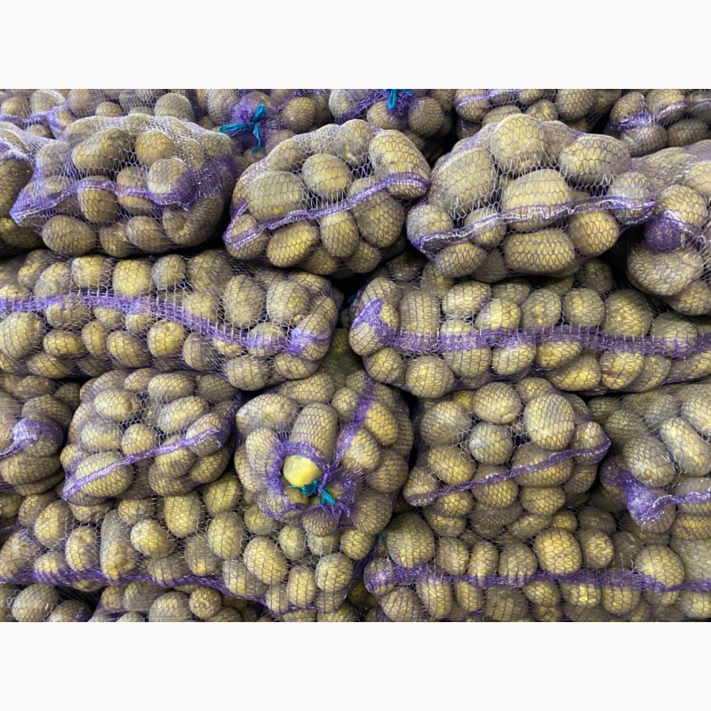 Фото 5. Продам товарну картоплю Сорт Королева Анна, Коломбо, Гранада