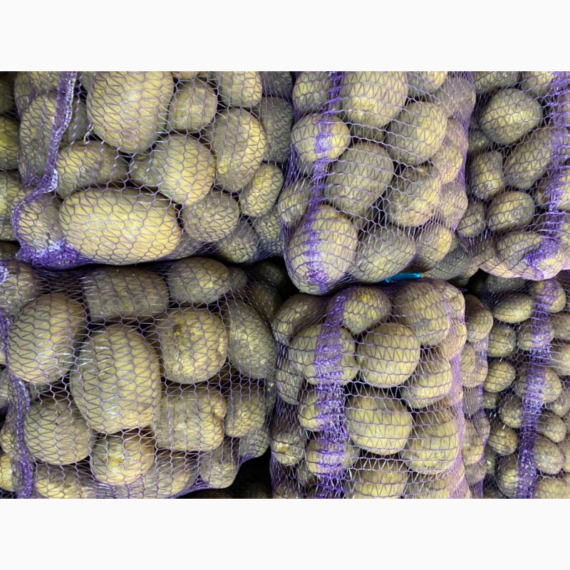 Фото 6. Продам товарну картоплю Сорт Королева Анна, Коломбо, Гранада