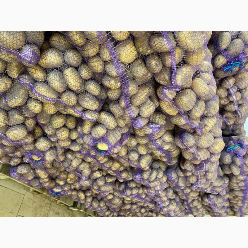 Фото 7. Продам товарну картоплю Сорт Королева Анна, Коломбо, Гранада