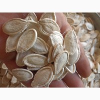 Продам Гарбузове насіння для посіву 75 грн