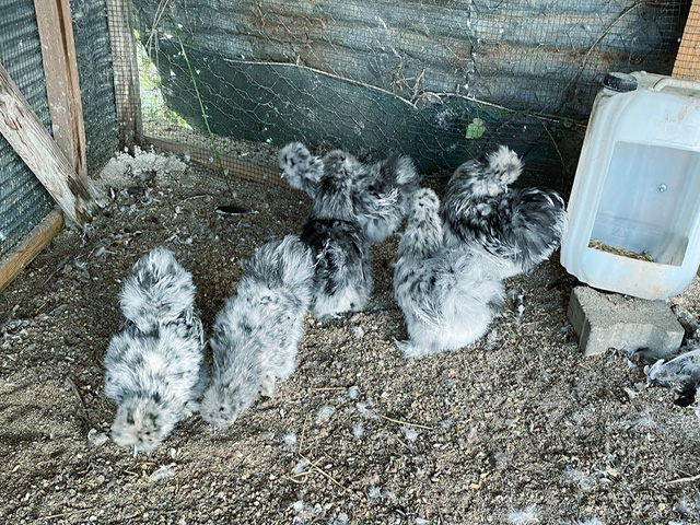 Фото 4. Інкубаційне яйце, курчата, Китайська шовкова чорна, синя, палева, спліш. Оплід хороший