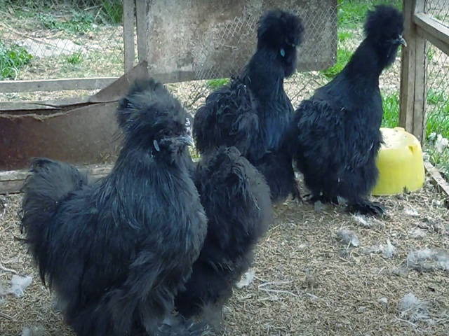 Фото 7. Інкубаційне яйце, курчата, Китайська шовкова чорна, синя, палева, спліш. Оплід хороший