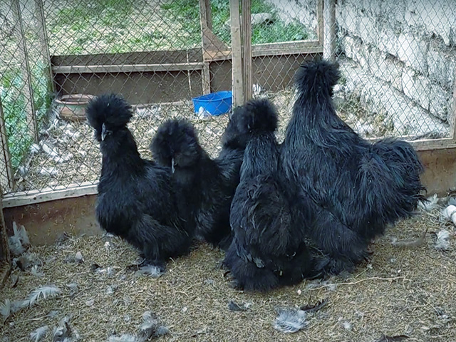Фото 8. Інкубаційне яйце, курчата, Китайська шовкова чорна, синя, палева, спліш. Оплід хороший