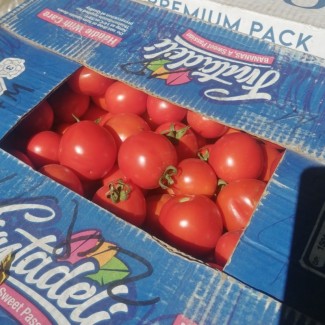 Продам помідори Асвон