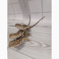 Агама Бородатая (Pogona Vitticeps)