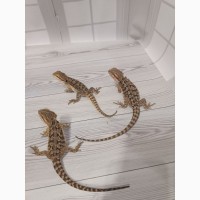 Агама Бородатая (Pogona Vitticeps)