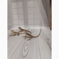 Агама Бородатая (Pogona Vitticeps)