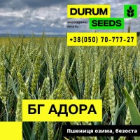 Пшениця озима (безоста) - BG Adora / Durum Seeds /