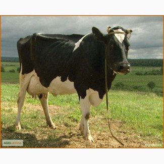 Продам коров голштинской породы