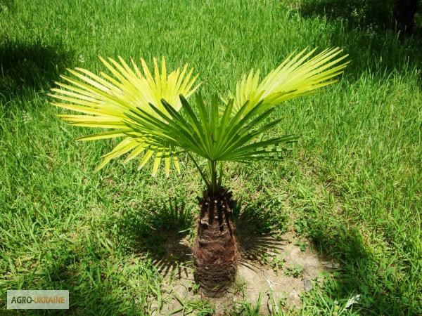 Фото 2. Семена пальмы Трахикарпус Форчуна