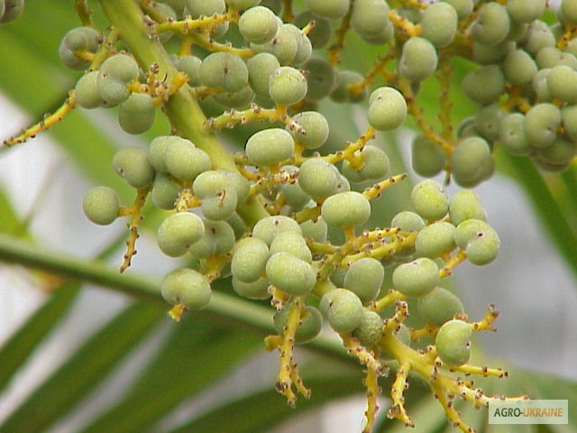 Фото 4. Семена пальмы Трахикарпус Форчуна